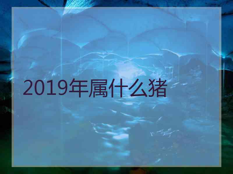 2019年属什么猪 2019年属什么猪