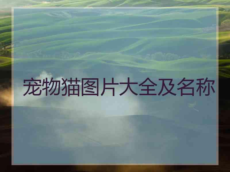 宠物猫图片大全及名称