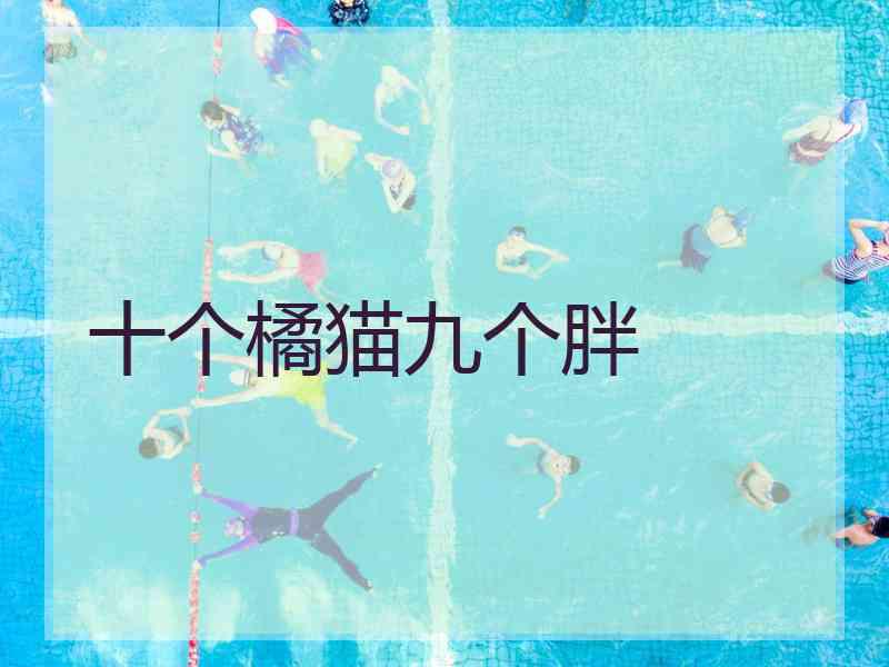 十个橘猫九个胖