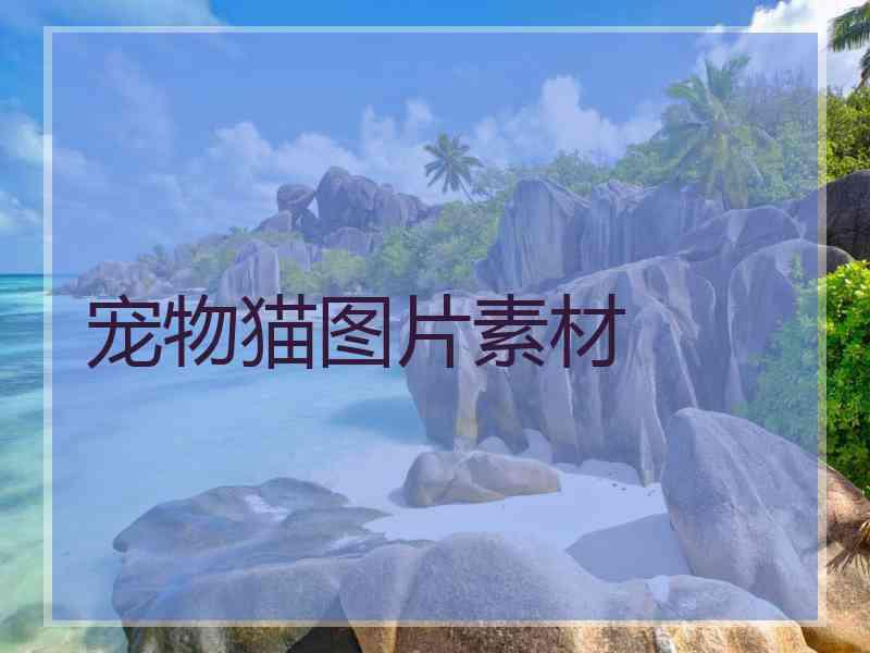 宠物猫图片素材