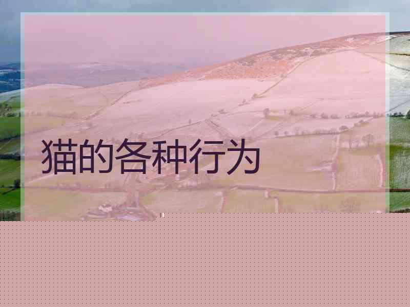 猫的各种行为