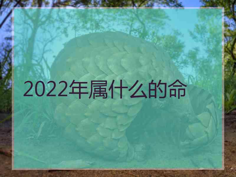 2022年属什么的命