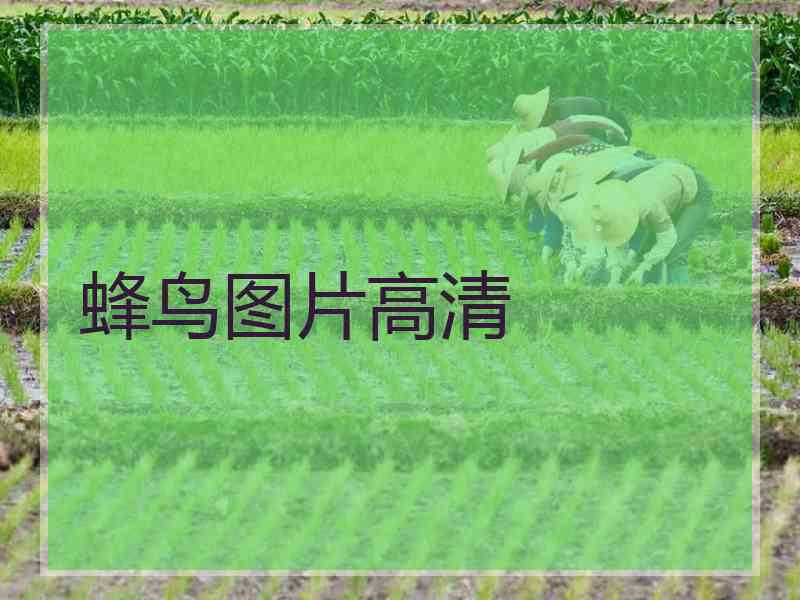 蜂鸟图片高清