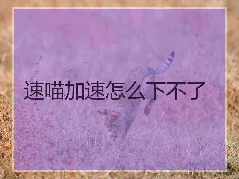 速喵加速怎么下不了