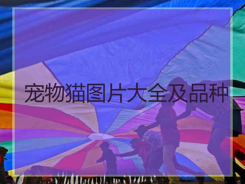 宠物猫图片大全及品种
