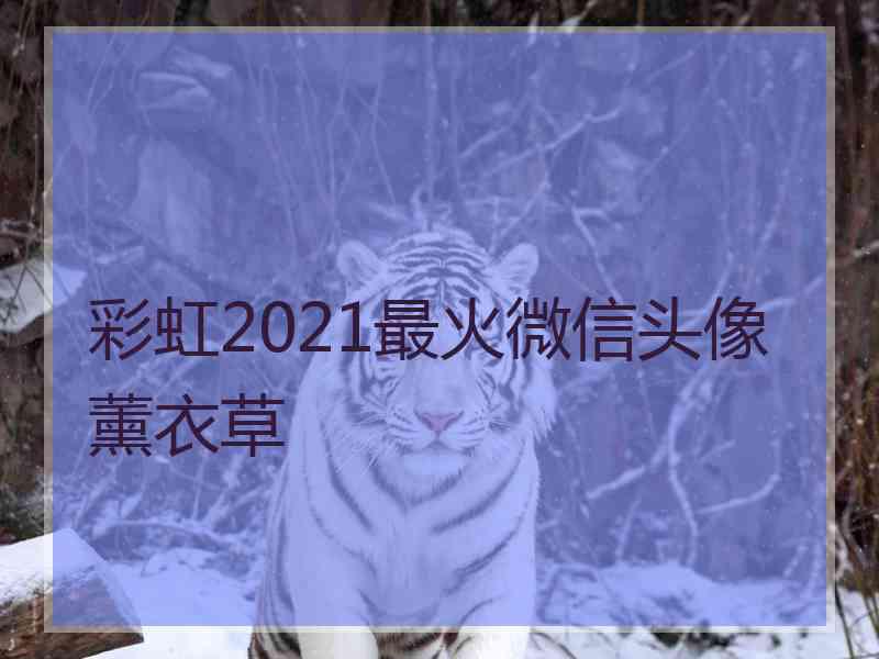 彩虹2021最火微信头像薰衣草