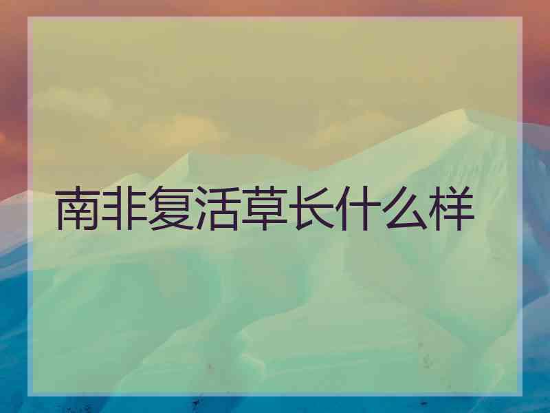 南非复活草长什么样