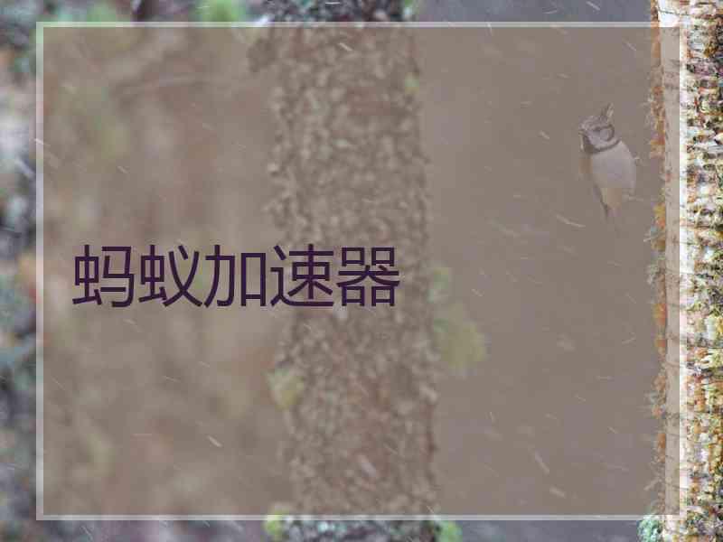 蚂蚁加速器